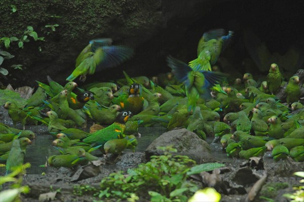 SKobalt-winged Parakeets and Golden-cheeked Parrots