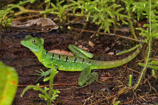 Frontal lobe basilisk