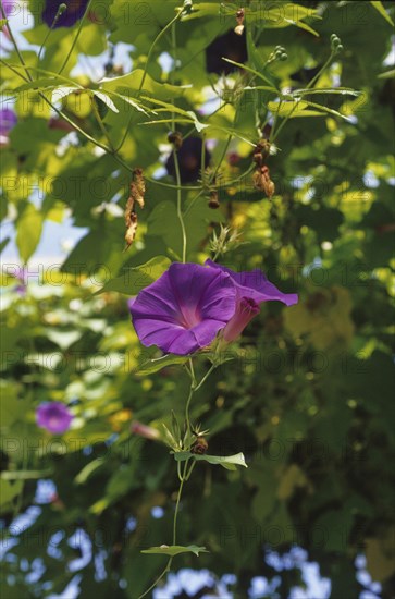 Oceanblue morning glory