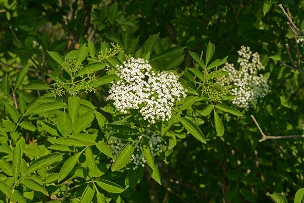 Black elderberry