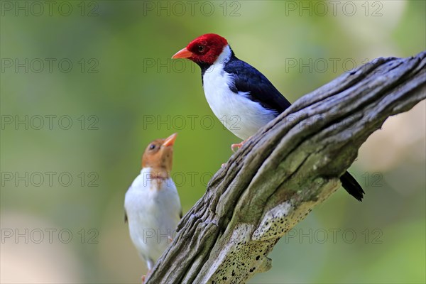 Yellow-billed cardinal