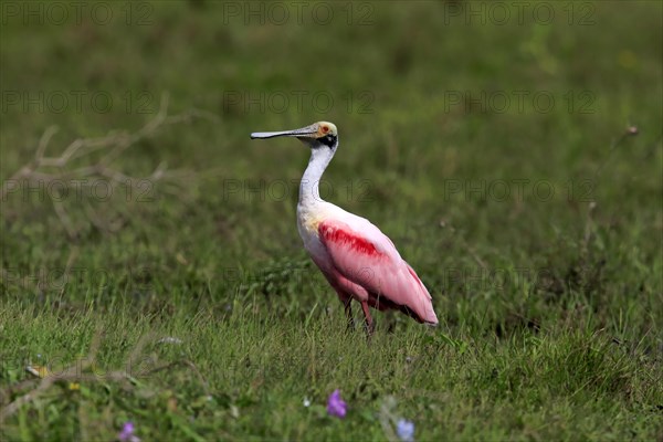 Roseate spoonbill