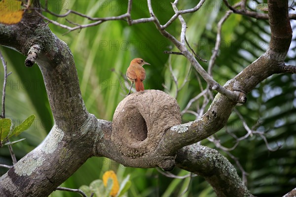 Red-throated Hornbill