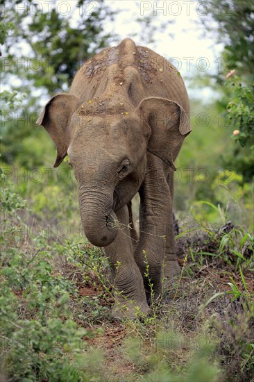 Sri Lankan elephant