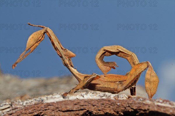 Australian Giant Ghost Insect