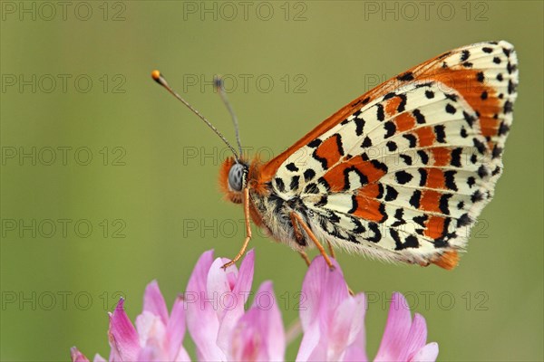 Red fritillary