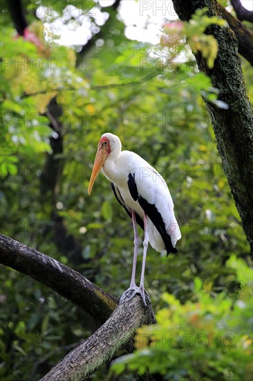 Painted Stork