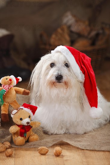 Coton de Tulear