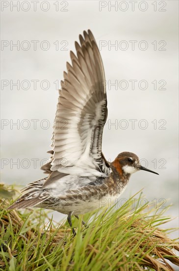 Red-necked phalarope