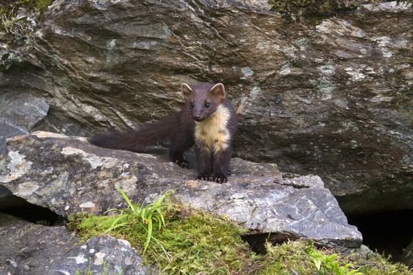 Pine Marten