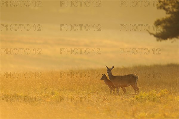 Red Deer