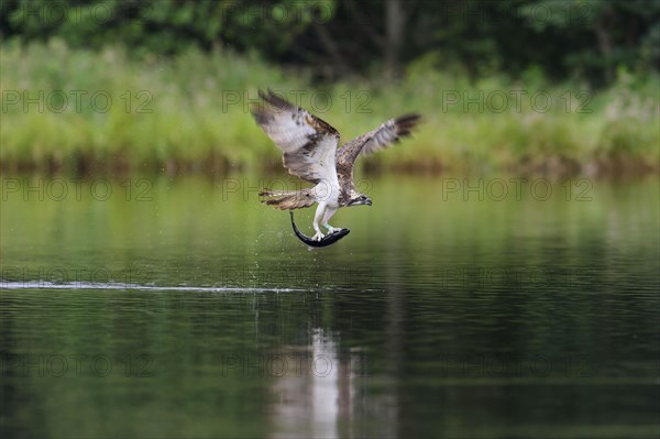 Western osprey