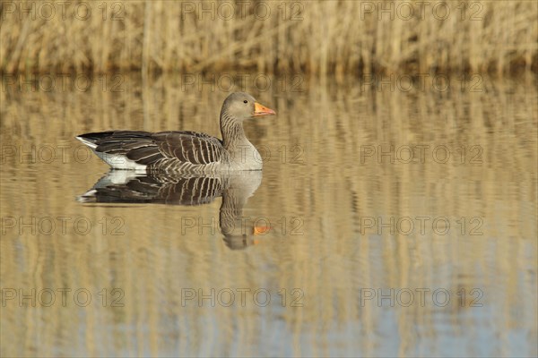 Greylag goose