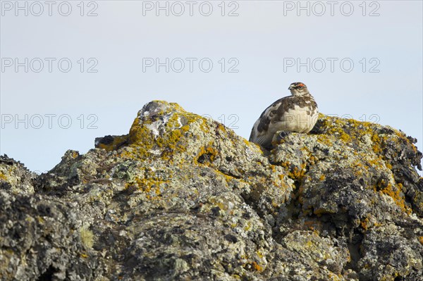 Rock ptarmigan