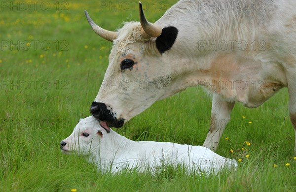 White Park Cattle