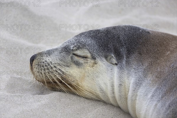 Australian sea lion