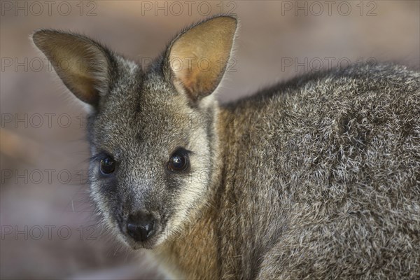 Tammar wallaby