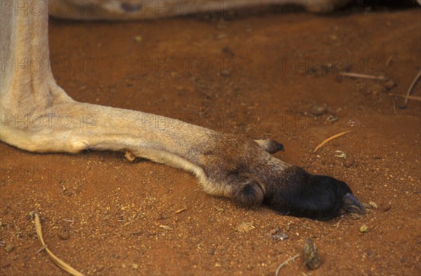 Red kangaroo