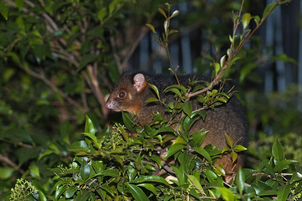 Common ringtail possum