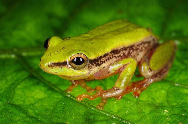 Reed Frog