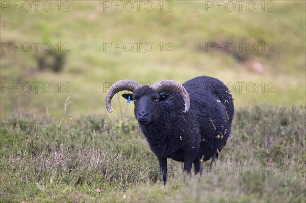 Domestic Sheep