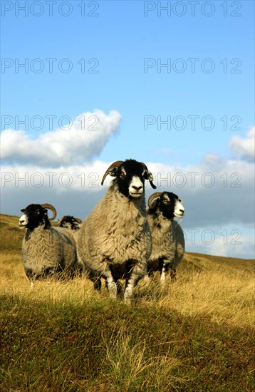 Domestic Sheep