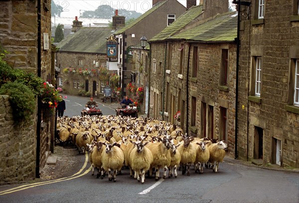 Wandering herd of mule lambs on the road