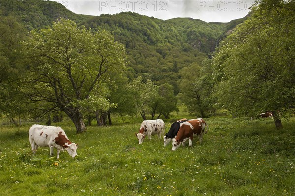 Domestic cattle