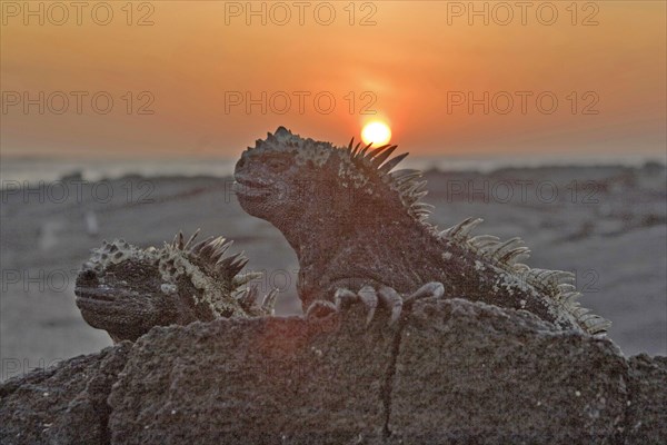 Marine Iguana