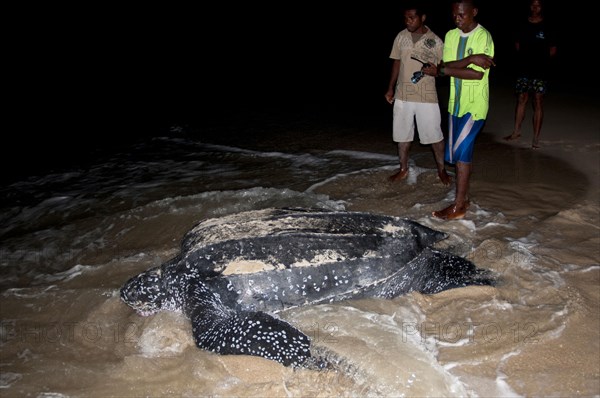 Leatherback sea turtle