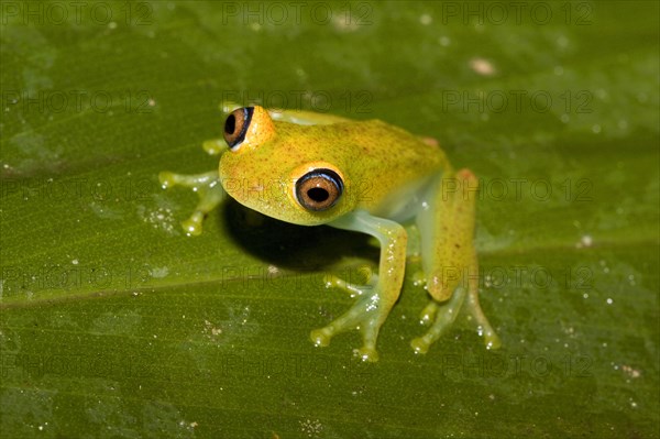 Madagascar Frog