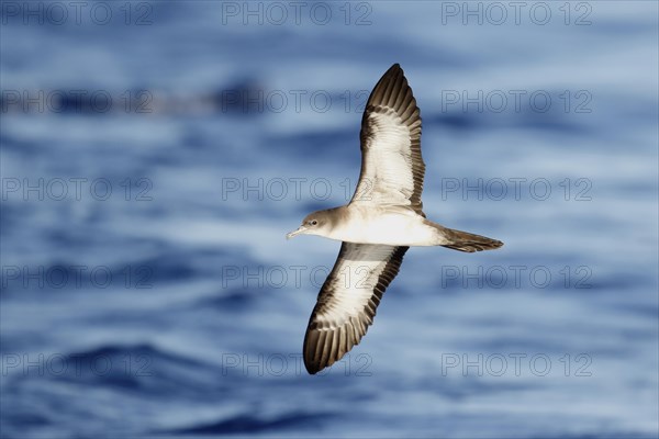 Wedge-tailed Shearwater