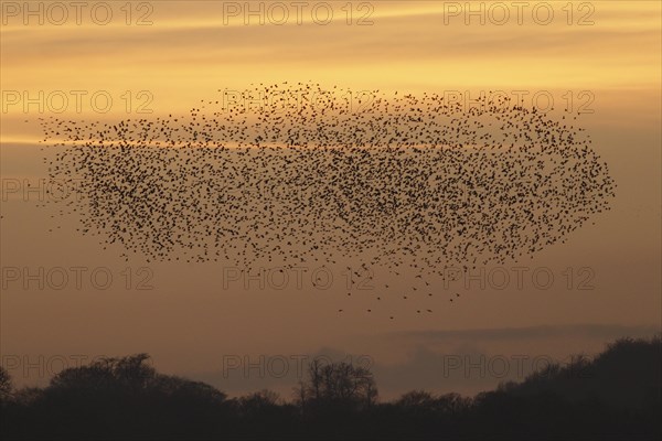 Common common starling