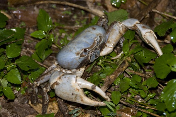 Land Crab