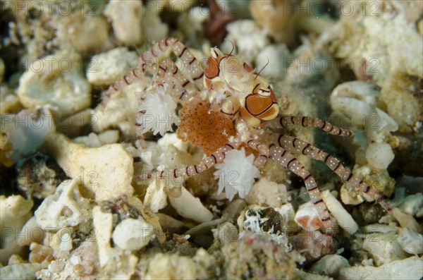 Pom-pom crab