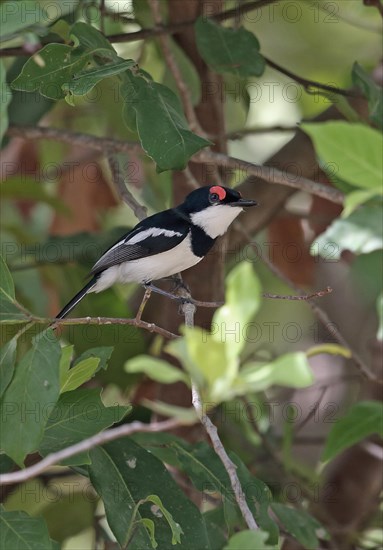 Brown-throated Wattle-eye