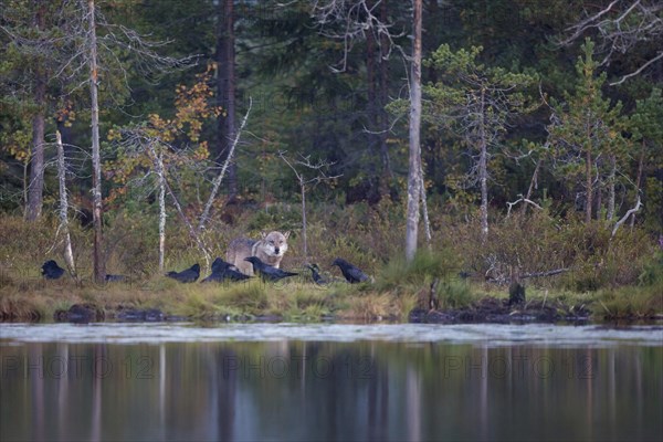 European gray wolf