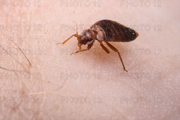 Common Bedbug