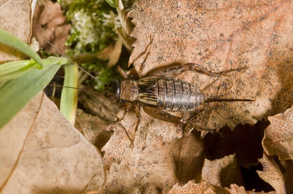 Wood cricket