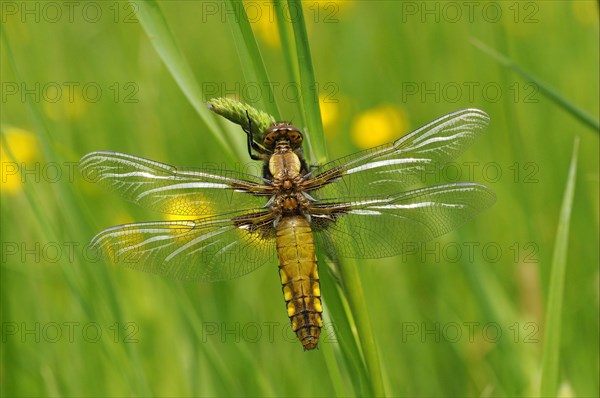 Broad-bodied Chaser adult