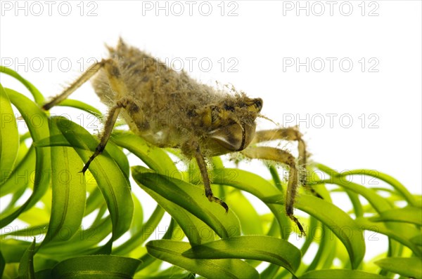 Broad-legged chaser nymph