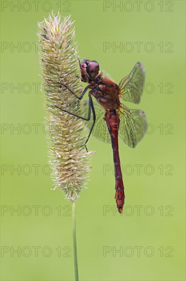 Blood Red Darter