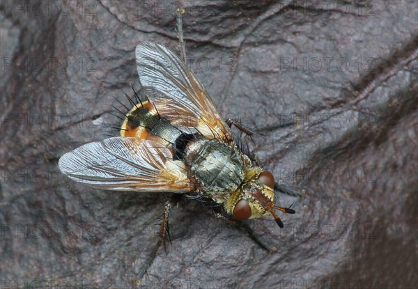 Tachinid Fly