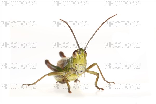 Meadow grasshopper