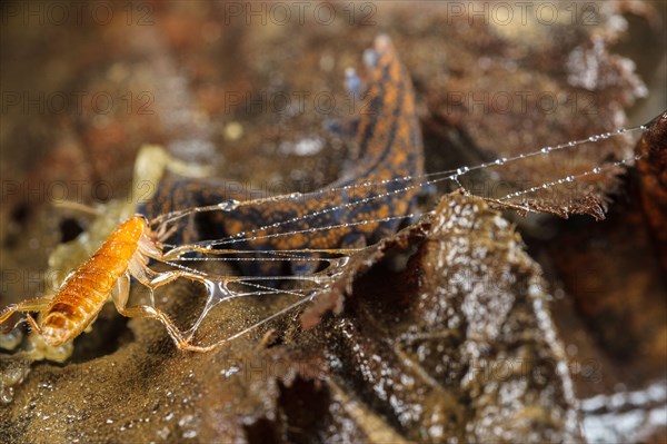 Adult New Zealand velvet worm