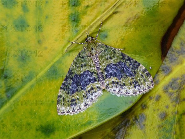 Yellow-barred Brindle