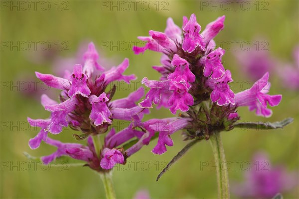 Betonica officinalis