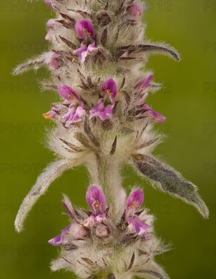 Downy downy woundwort