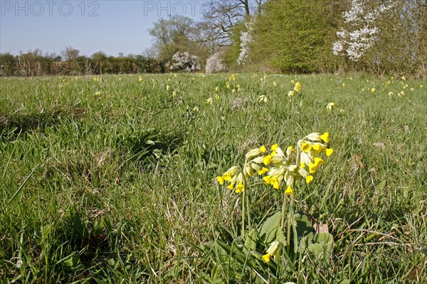 Cowslip