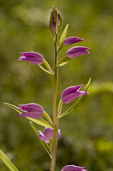 Red helleborine